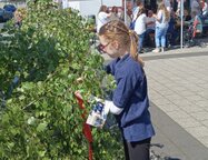 Volksfest der Ortsgemeinschaft Gleuel mit Maibaumaufstellung 